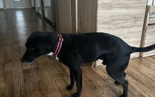 Darujme Benjimu nový život bez bolesti