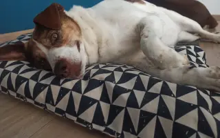Pomôžme Lunke s liečbou zhubného nosného nádoru