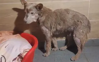 🧱 Pomôžte nám postaviť nový plot = viac bezpečia a slobody 🐾🐾