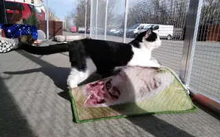 Zabezpečme mickám bezpečný výbeh v depozite