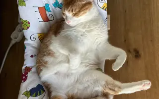 Trojnohá Buchta si zaslúži pozerať na svet dvomi očami 🐱👁️🏴‍☠️
