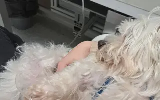 Pomôžme Maxovi znovu chodiť 🐾