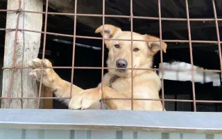 Nákup materiálu na nové výbehy pre psíkov v útulku Šťastné labky
