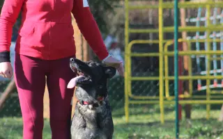 Dve Slovenky, dva psy, jeden svetový sen