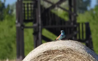 Podpor návrat krakle belasej do slovenskej prírody.