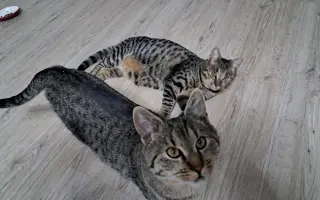 Pomôžme spoločne pouličným mačičkám 🐱🐾