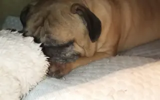 Pomôžte našim senior psíkom Shih-tzu dožiť dôstojný život