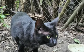 Pomôžme Gabriele nakŕmiť a vykastrovať mačacích kamarátov