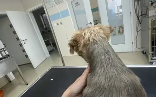 Pomôžme Luckymu k dôstojnému životu bez bolesti