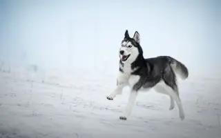 Nohy už nevládzu, ale srdce stále chce. Pomôžme Shaste.