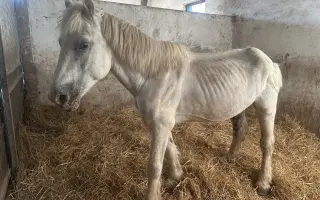 🕊️ Znovuzrodenie: Pomôžte dvom konským anjelom začať nový život