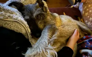 Pomôžme Jellkovi vyhrať boj s rakovinou