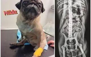 Pomôžte dať chorým mopsíkom šancu na život – MOPS v núdzi, o.z.
