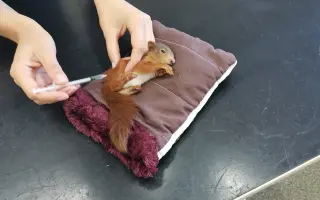 Pomôžte s rekonštrukciou záchrannej stanice pre veveričky