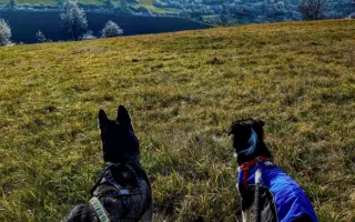 Nohy už nevládzu, ale srdce stále chce. Pomôžme Shaste.