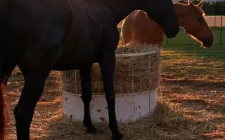 Pomôžte zabezpečiť seno pre 8 koní na celý rok