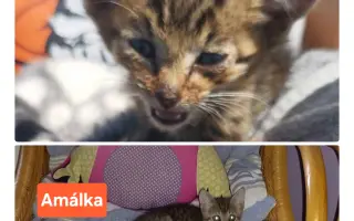 Pomôžme tam, kde by mačičky bez nás neprežili