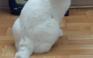 Pomôžme kocúrikovi s dýchacími ťažkosťami