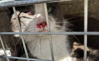 Rockyho cesta za lepším životom