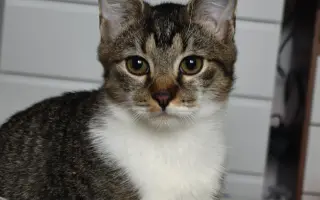 Maxík potrebuje vyšetrenia v Neurovet Trenčín. Pomôžme mu ich zabezpečiť. Maxík potrebuje vyšetrenia v Neurovet Trenčín. Pomôžme mu ich zabezpečiť.