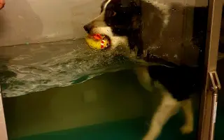 Pomôžte Sindy znovu behať a žiť bez bolesti. Posledná operácia splní náš sen 🙏