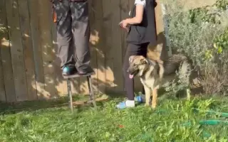 Pomôžte nám vytvoriť bezpečné miesto pre prijímanie nových zvierat do opatery