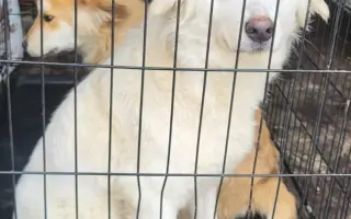 Darujme psíkom v útulku čistú vodu