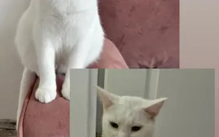 Pomôžme kocúrikovi Luciferovi bojovať s lymfómom