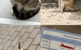 Pomohli ste prítulnému kocúrikovi bez domova