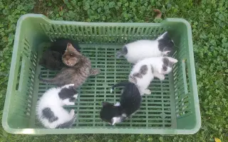 Podporte kastrácie pouličiek