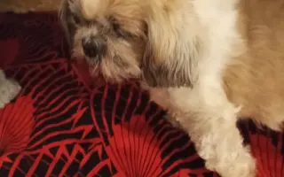Pomôžte našim senior psíkom Shih-tzu dožiť dôstojný život
