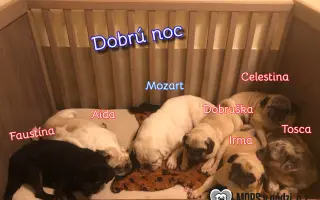 Pomôžte dať chorým mopsíkom šancu na život – MOPS v núdzi, o.z.