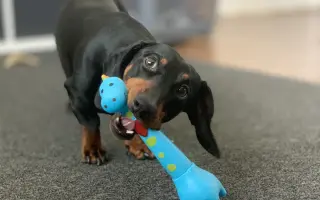 Dobby znovu chodí. Pomôžte mu opäť behať.