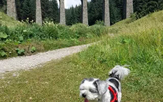 Pomôžte Stelke v boji s onkologickým ochorením