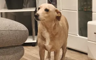 Dajme Minnie možnosť chodiť bez bolesti