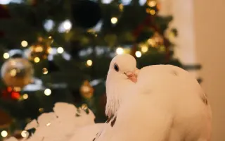 Pomôžme Vlaďke postaviť domov pre handicapované holuby