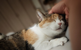 Pomôžte nám zaplatiť nákladnú liečbu pre Ziwu, mačičku bojujúcu o život