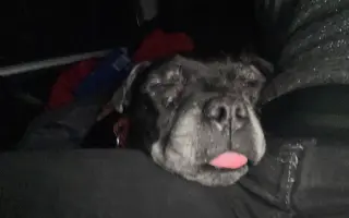 Pre Bessie, aby mohla ešte žiť naplno