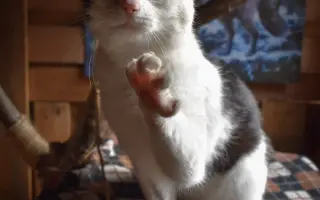 Pomôžte nám - k odkúpeniu raja pre OZ Záchranná stanica ANIMAL chýba ešte kúsok!