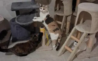 Pomôžte nám pomáhať mačičkám. S Vami dokážeme viac.