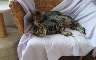 Pomohli ste Mačičkám u Larky zvládnuť náročné obdobie