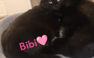 Pomôžme Mačičkám u Larky zvládnuť náročné obdobie