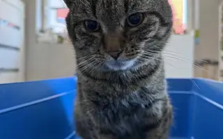 Zachráňme mačičky v Handlovej - bez vás to nepôjde