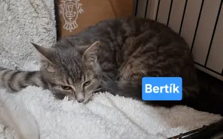 Pomôžme tam, kde by mačičky bez nás neprežili