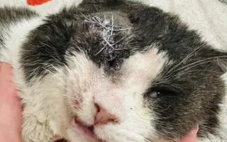 Rockyho cesta za lepším životom