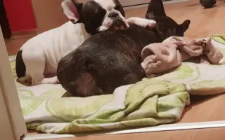 Pomôžme Julke zaplatiť za veterinárnu starostlivosť
