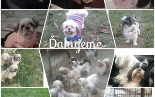 Pomôžte našim chorým senior psíkom - OZ pomoc psíkom Shih-tzu