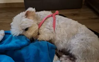 Pomohli ste Belke na ceste k liečbe a novému domovu