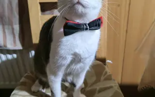 Salty bojuje o svoj tretí život – pomôžme mu vyhrať boj s FIP