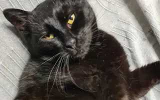 Pomôžme mačičke Černici zbaviť sa bolesti